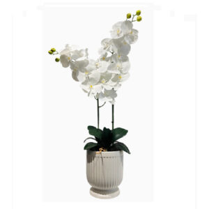 ARREGLO 2 ORQUÍDEAS