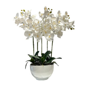 ARREGLO 5 ORQUÍDEAS