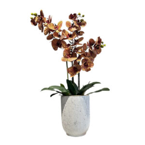 ARREGLO 3 ORQUÍDEAS
