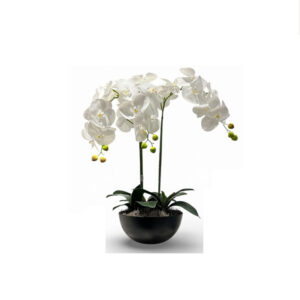 ORQUÍDEAS BLANCAS 60CM * 51CM
