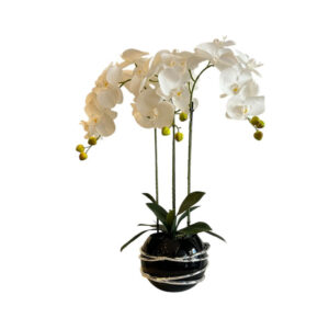 ORQUÍDEAS BLANCAS 64CM BASE NEGRA CON ANILLOS PLATEADOS